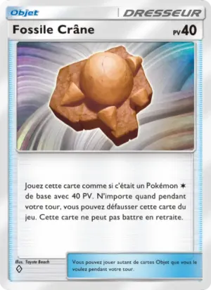 Fossile Crâne