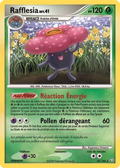 Rafflesia